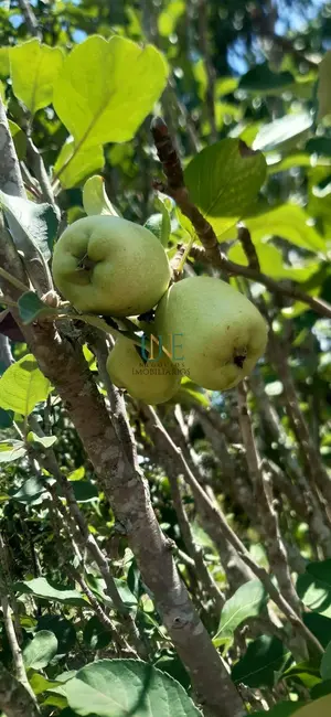 Casa com 3 quartos à venda, 1100m2 em Recanto dos Dourados, Campinas - SP - imagem 6 Foto 6 de Casa com 3 quartos à venda, 1100m2 em Recanto dos Dourados, Campinas - SP