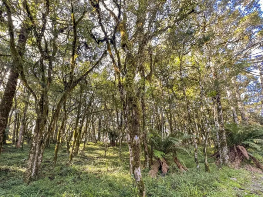 Terreno / Lote à venda, 745m2 em Canela - RS - imagem 3 Foto 3 de Terreno / Lote à venda, 745m2 em Canela - RS