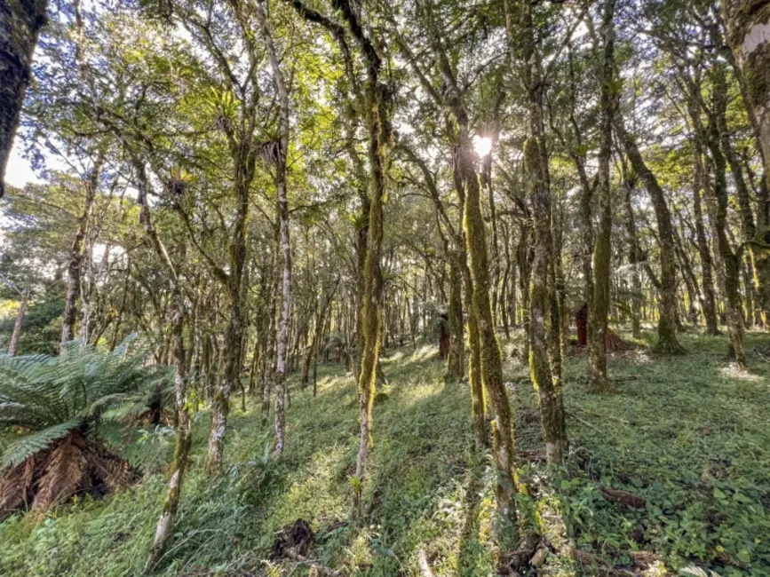 Foto 2 de Terreno / Lote à venda, 745m2 em Canela - RS