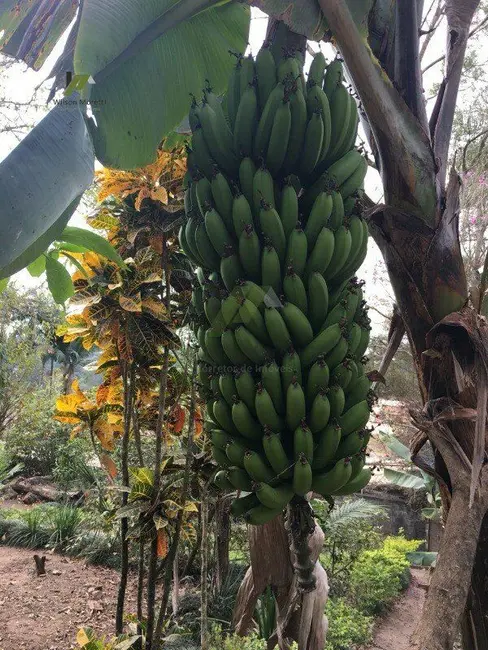 Foto 6 de Chácara à venda em Jardim Laura, Campo Limpo Paulista - SP