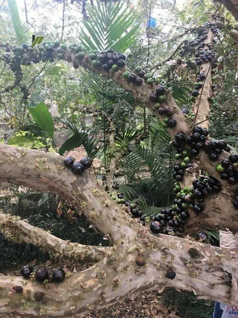 Foto 2 de Chácara à venda em Jardim Laura, Campo Limpo Paulista - SP