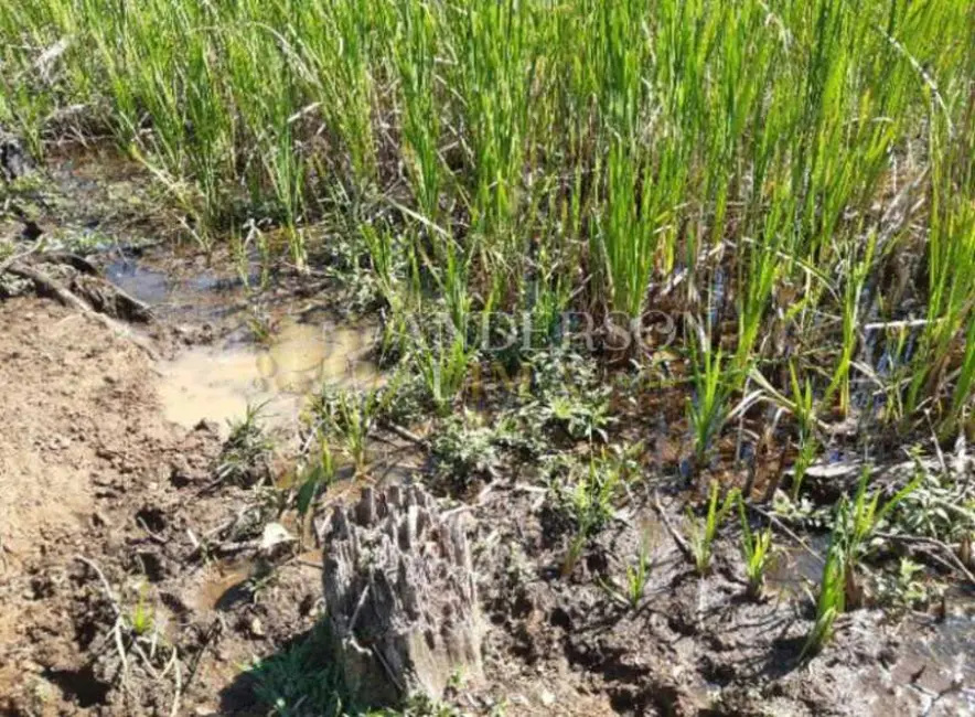 Foto 6 de Sítio / Rancho à venda, 160170m2 em Rolante - RS