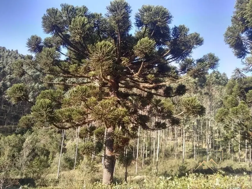 Foto 6 de Sítio / Rancho com 4 quartos à venda, 130m2 em Anitapolis - SC