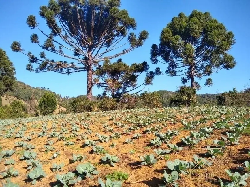 Foto 3 de Sítio / Rancho com 4 quartos à venda, 130m2 em Anitapolis - SC