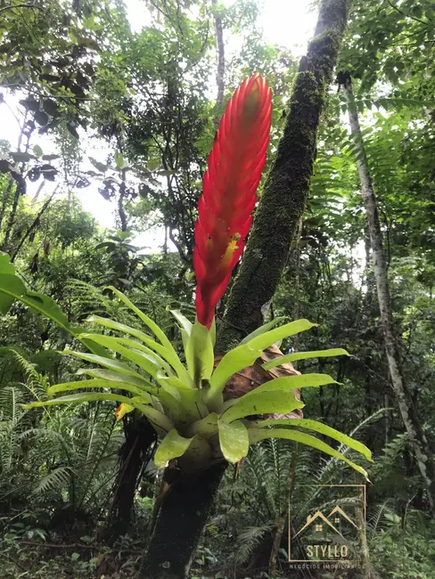 Foto 7 de Sítio / Rancho com 4 quartos à venda, 215m2 em Santo Amaro Da Imperatriz - SC