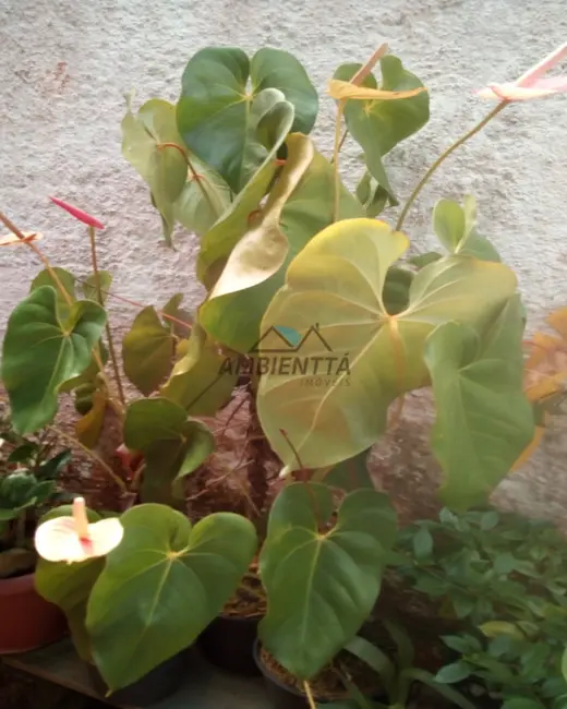 Foto 9 de Casa com 3 quartos à venda, 360m2 em Jardim Casa Branca, Caraguatatuba - SP