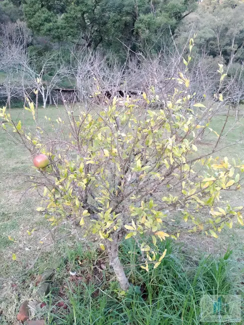 Foto 3 de Fazenda / Haras com 4 quartos à venda, 245m2 em Morro Reuter - RS