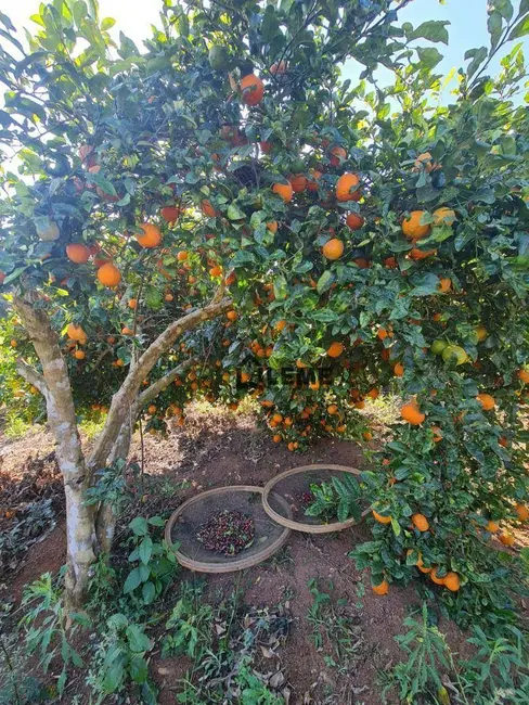 Foto 4 de Sítio / Rancho com 2 quartos à venda, 72600m2 em Juruaia - MG