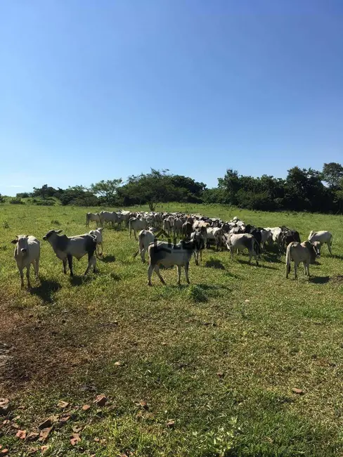 Sítio / Rancho à venda, 169400m2 em Vila Lambari, Mococa - SP - imagem 4 Foto 4 de Sítio / Rancho à venda, 169400m2 em Vila Lambari, Mococa - SP