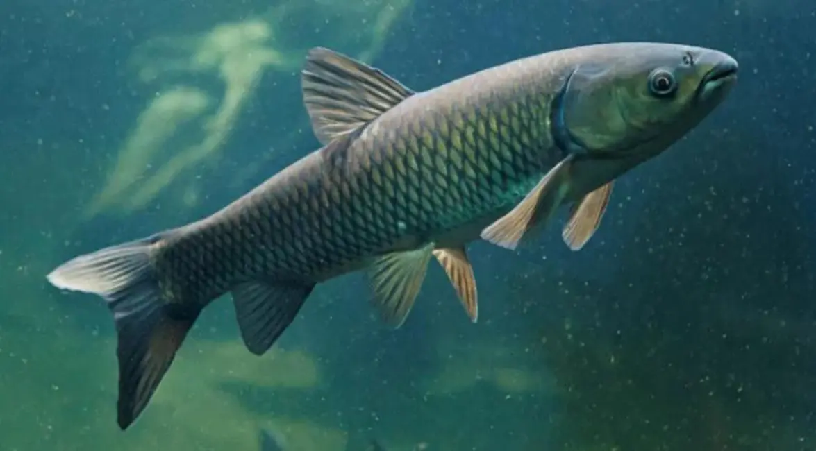 Foto 3 de Sítio / Rancho com 3 quartos à venda, 240m2 em Centro, Juquitiba - SP