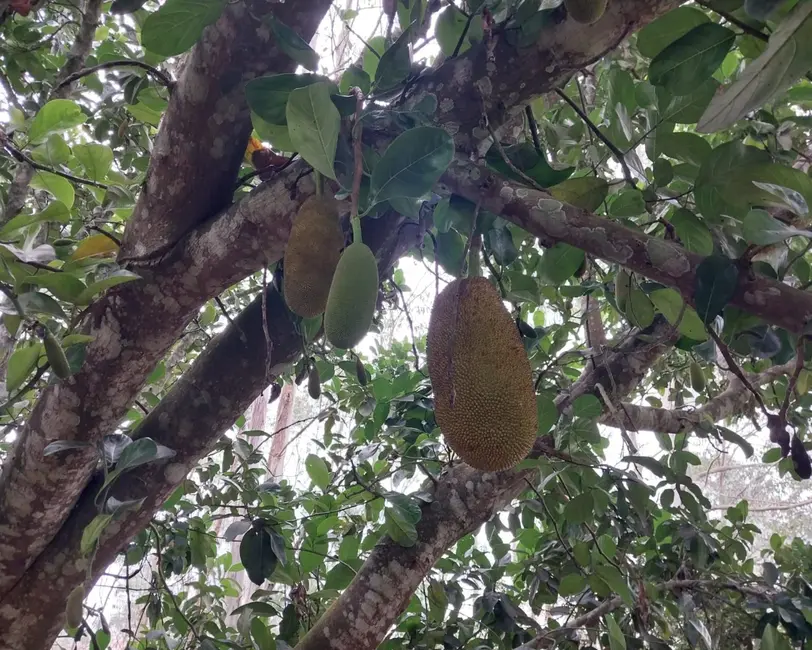 Foto 5 de Sítio / Rancho com 3 quartos à venda, 300m2 em Cotia - SP