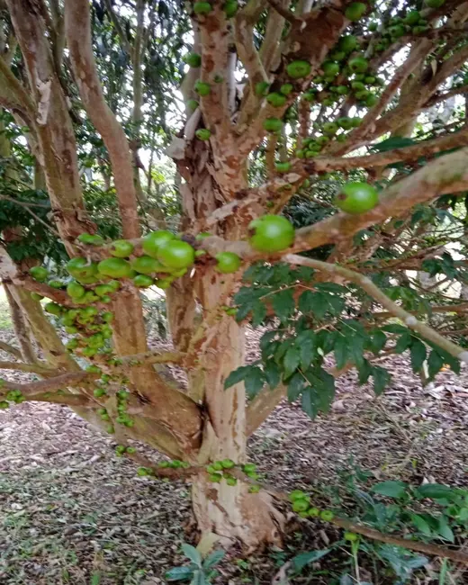 Foto 6 de Sítio / Rancho com 3 quartos à venda, 300m2 em Cotia - SP