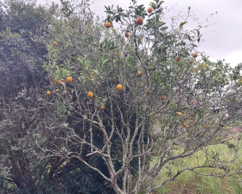 Foto 9 de Sítio / Rancho com 3 quartos à venda, 300m2 em Cotia - SP