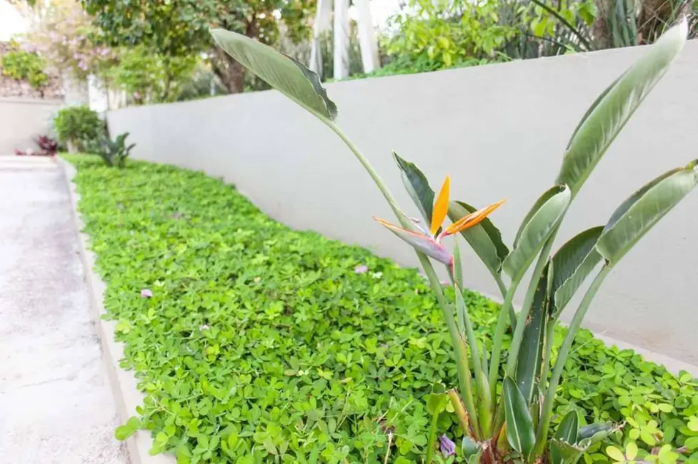 Sala Comercial para alugar, 180m2 em Vila Santo Antônio, Cotia - SP - imagem 6 Foto 6 de Sala Comercial para alugar, 180m2 em Vila Santo Antônio, Cotia - SP