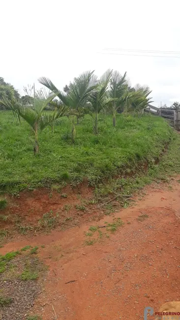Chácara com 2 quartos à venda, 95m2 em Sentinela Do Sul - RS - imagem 3 Foto 3 de Chácara com 2 quartos à venda, 95m2 em Sentinela Do Sul - RS