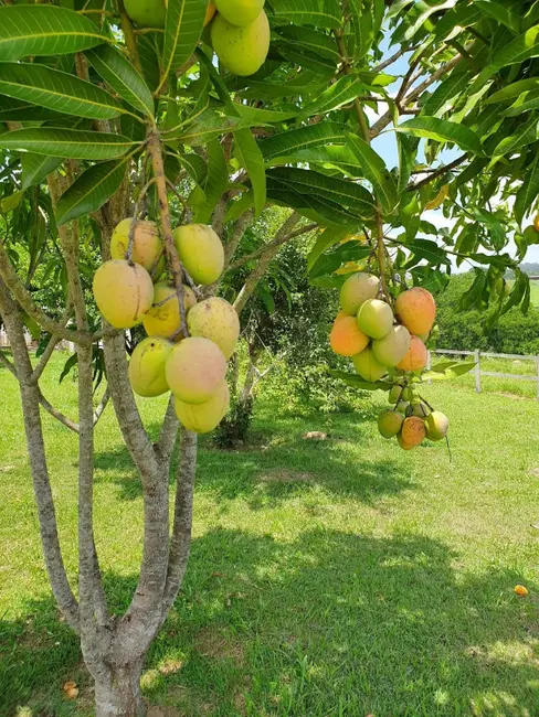 Foto 3 de Sítio / Rancho com 3 quartos à venda, 1500m2 em Porto Feliz - SP