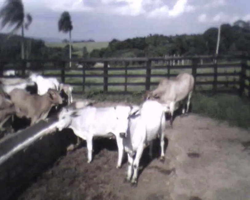 Foto 38 de Sítio / Rancho à venda em Itu - SP