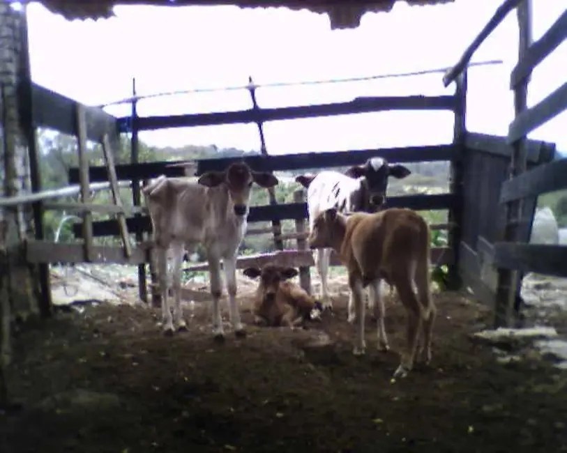 Foto 29 de Sítio / Rancho à venda em Itu - SP