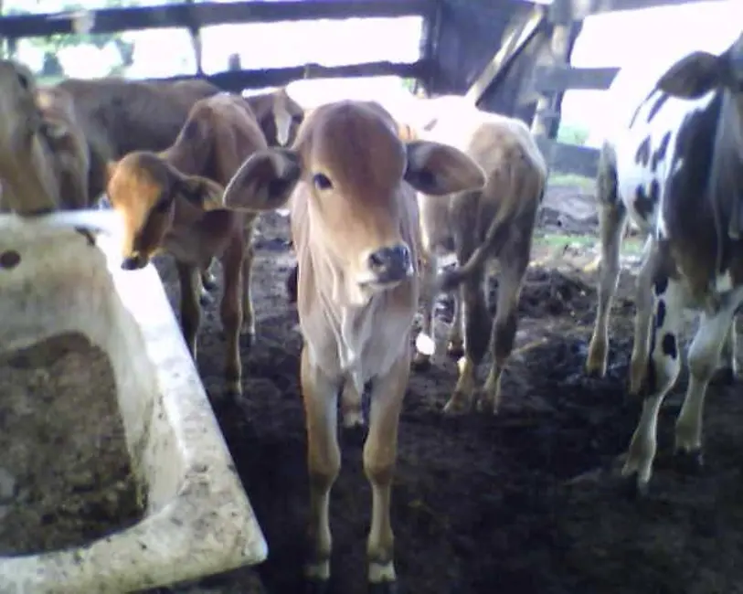 Foto 31 de Sítio / Rancho à venda em Itu - SP