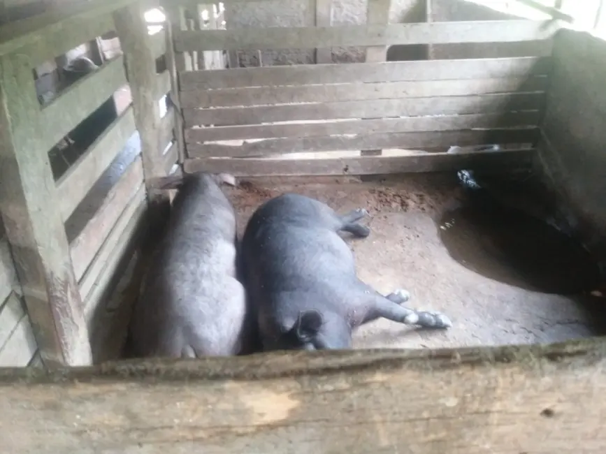 Foto 14 de Fazenda / Haras à venda em Oliveira - MG