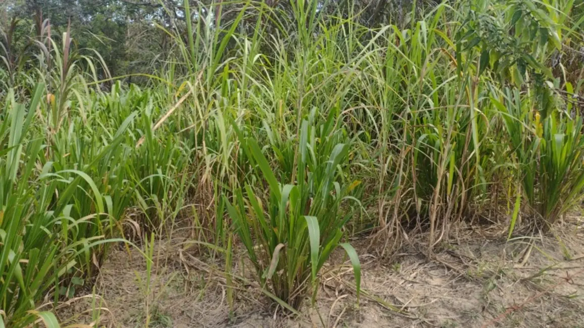 Foto 2 de Sítio / Rancho com 2 quartos à venda em Entre Rios De Minas - MG