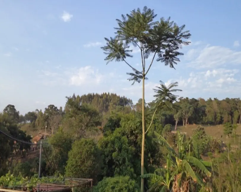 Foto 18 de Sítio / Rancho à venda em Bonfim - MG