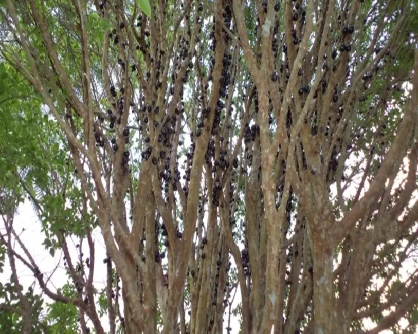 Foto 13 de Sítio / Rancho à venda em Bonfim - MG