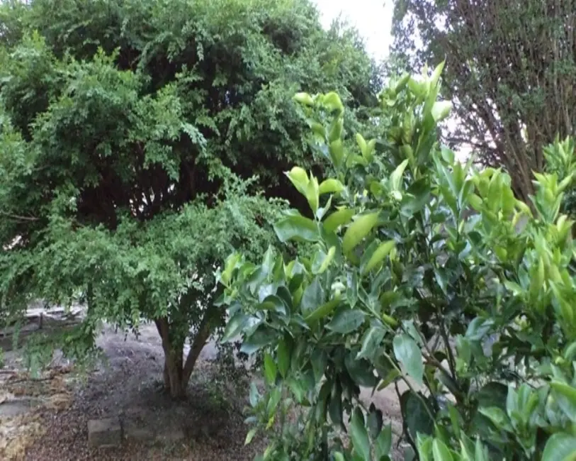 Foto 20 de Sítio / Rancho à venda em Bonfim - MG
