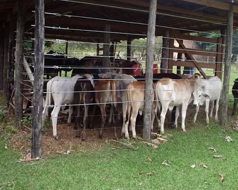 Foto 6 de Fazenda / Haras à venda em Joao Pinheiro - MG