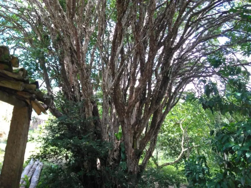 Foto 9 de Sítio / Rancho à venda, 30000m2 em Desterro De Entre Rios - MG