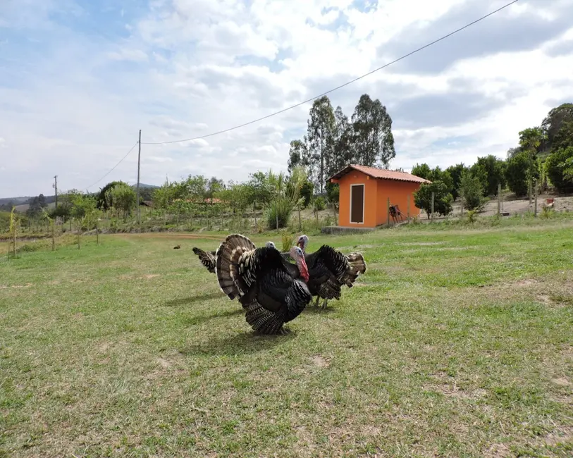 Foto 7 de Sítio / Rancho à venda em Entre Rios De Minas - MG