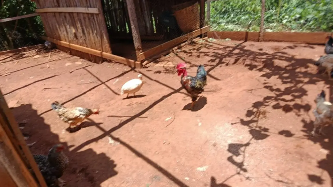 Foto 9 de Sítio / Rancho à venda em Desterro De Entre Rios - MG