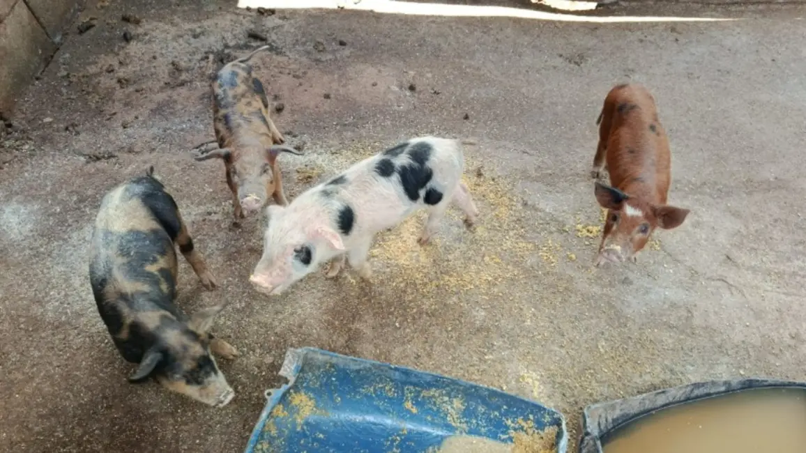 Foto 8 de Sítio / Rancho à venda em Desterro De Entre Rios - MG