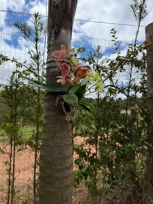Chácara à venda em Entre Rios De Minas - MG - imagem 5 Foto 5 de Chácara à venda em Entre Rios De Minas - MG