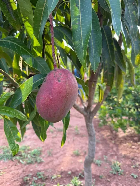 Chácara à venda em Entre Rios De Minas - MG - imagem 9 Foto 9 de Chácara à venda em Entre Rios De Minas - MG