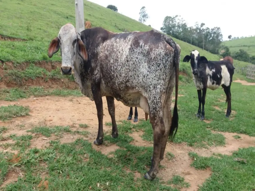 Foto 7 de Sítio / Rancho à venda em Desterro De Entre Rios - MG