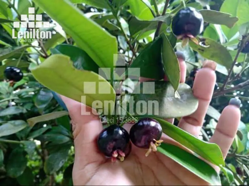 Foto 3 de Chácara com 6 quartos à venda, 2300m2 em Chácaras Virginia, Suzano - SP