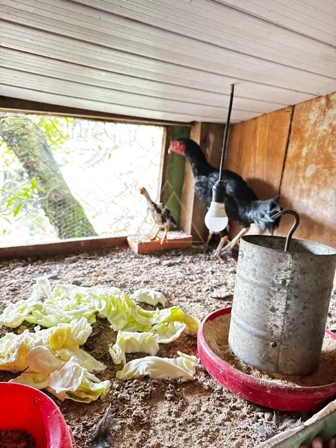 Foto 8 de Sítio / Rancho com 4 quartos à venda, 150m2 em Benedito Novo - SC