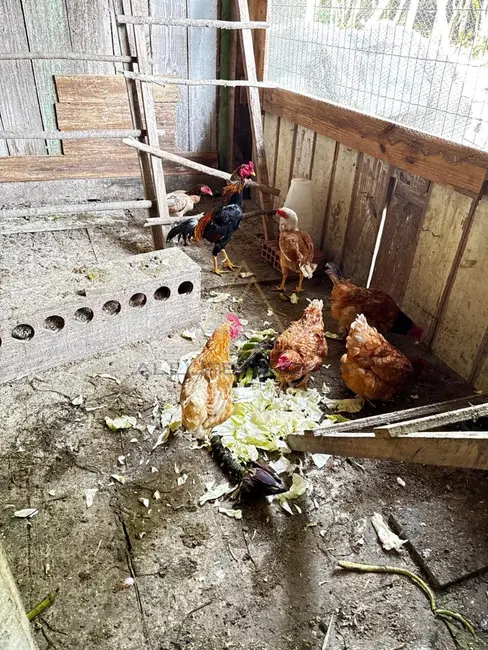 Foto 7 de Sítio / Rancho com 4 quartos à venda, 150m2 em Benedito Novo - SC