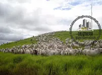 Imagem 11