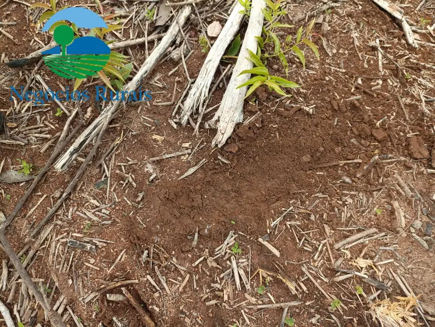 Foto 2 de Fazenda / Haras com 3 quartos à venda, 629m2 em Jau Do Tocantins - TO