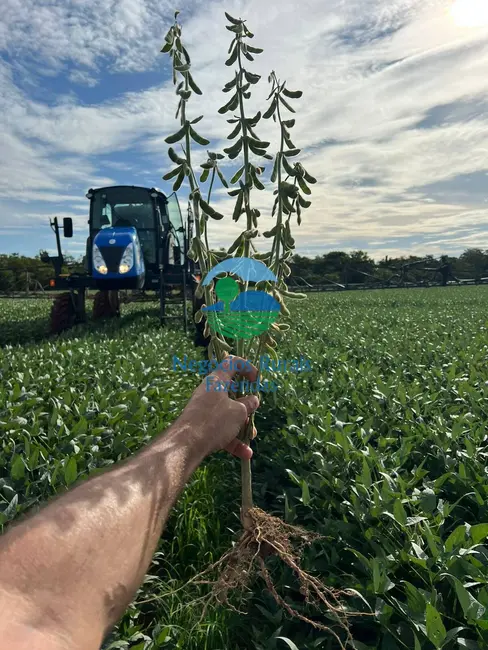 Foto 5 de Fazenda / Haras com 1 quarto à venda, 1108m2 em Dois Irmaos Do Tocantins - TO