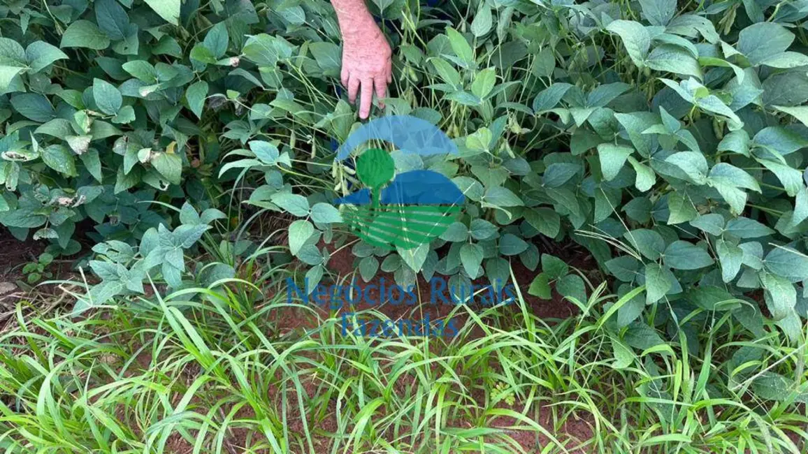 Fazenda / Haras à venda, 827m2 em Gurupi - TO - imagem 5 Foto 5 de Fazenda / Haras à venda, 827m2 em Gurupi - TO