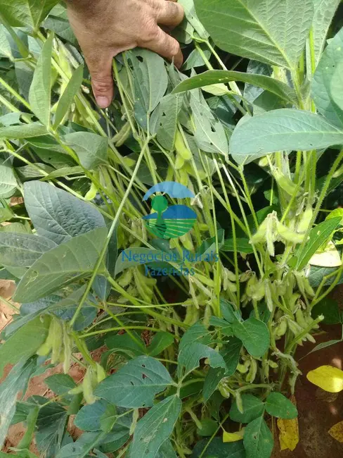 Fazenda / Haras à venda, 827m2 em Gurupi - TO - imagem 8 Foto 8 de Fazenda / Haras à venda, 827m2 em Gurupi - TO