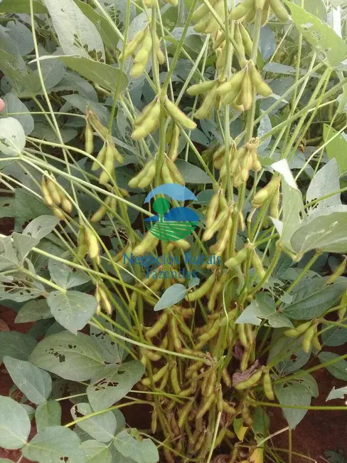 Fazenda / Haras à venda, 827m2 em Gurupi - TO - imagem 7 Foto 7 de Fazenda / Haras à venda, 827m2 em Gurupi - TO