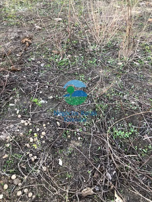 Foto 4 de Fazenda / Haras com 3 quartos à venda, 3338m2 em Parana - TO