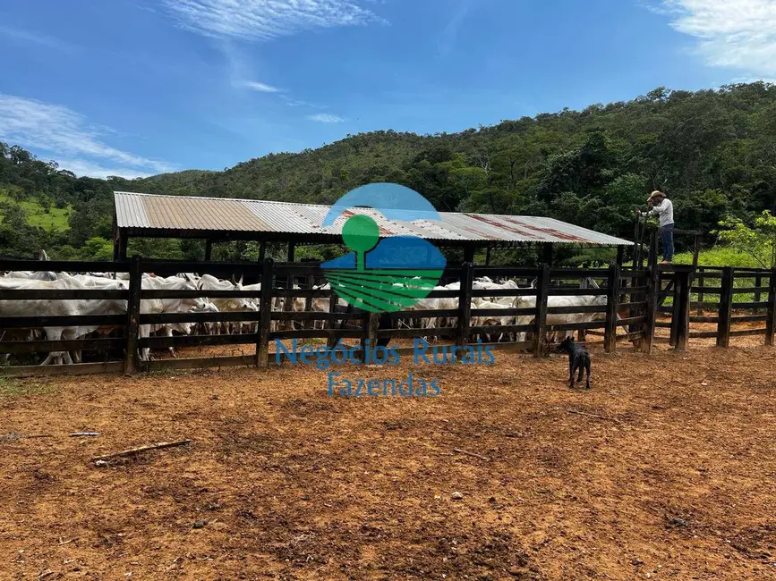 Fazenda / Haras à venda, 667m2 em Mimoso De Goias - GO - imagem 3 Foto 3 de Fazenda / Haras à venda, 667m2 em Mimoso De Goias - GO