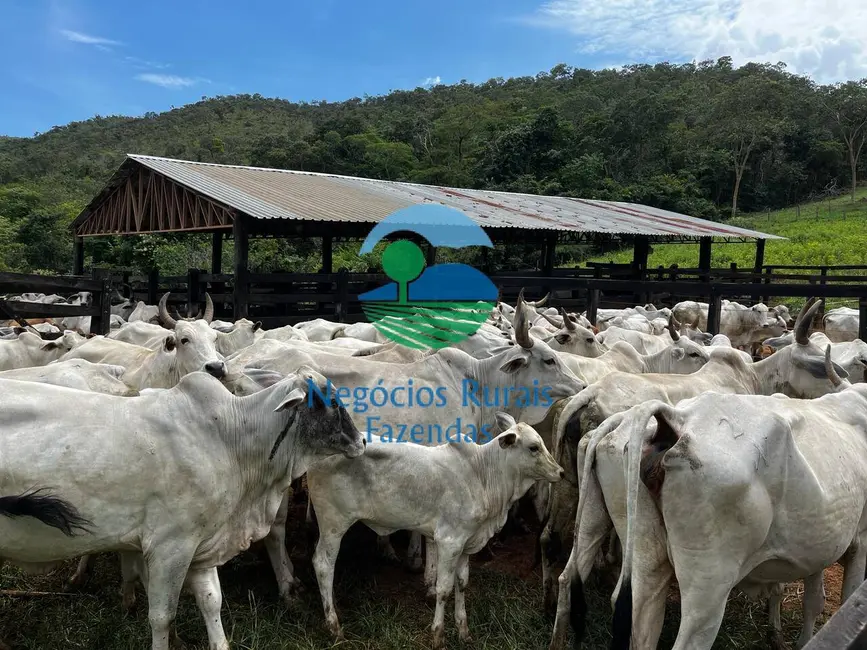 Fazenda / Haras à venda, 667m2 em Mimoso De Goias - GO - imagem 6 Foto 6 de Fazenda / Haras à venda, 667m2 em Mimoso De Goias - GO
