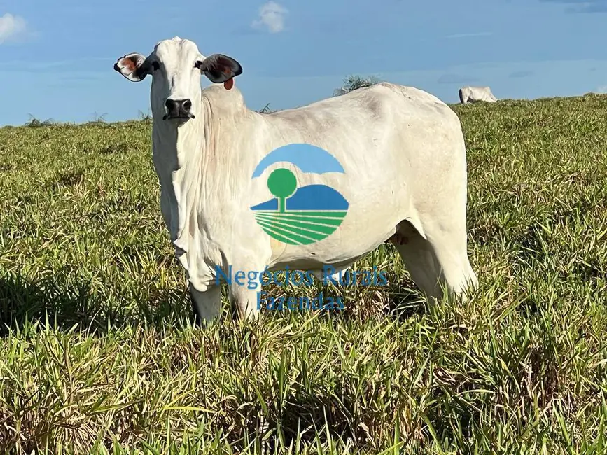 Foto 2 de Fazenda / Haras à venda, 6500m2 em Campo Maior - PI