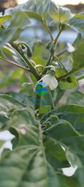 Fazenda / Haras com 2 quartos à venda, 280m2 em Gurupi - TO - imagem 6 Foto 6 de Fazenda / Haras com 2 quartos à venda, 280m2 em Gurupi - TO